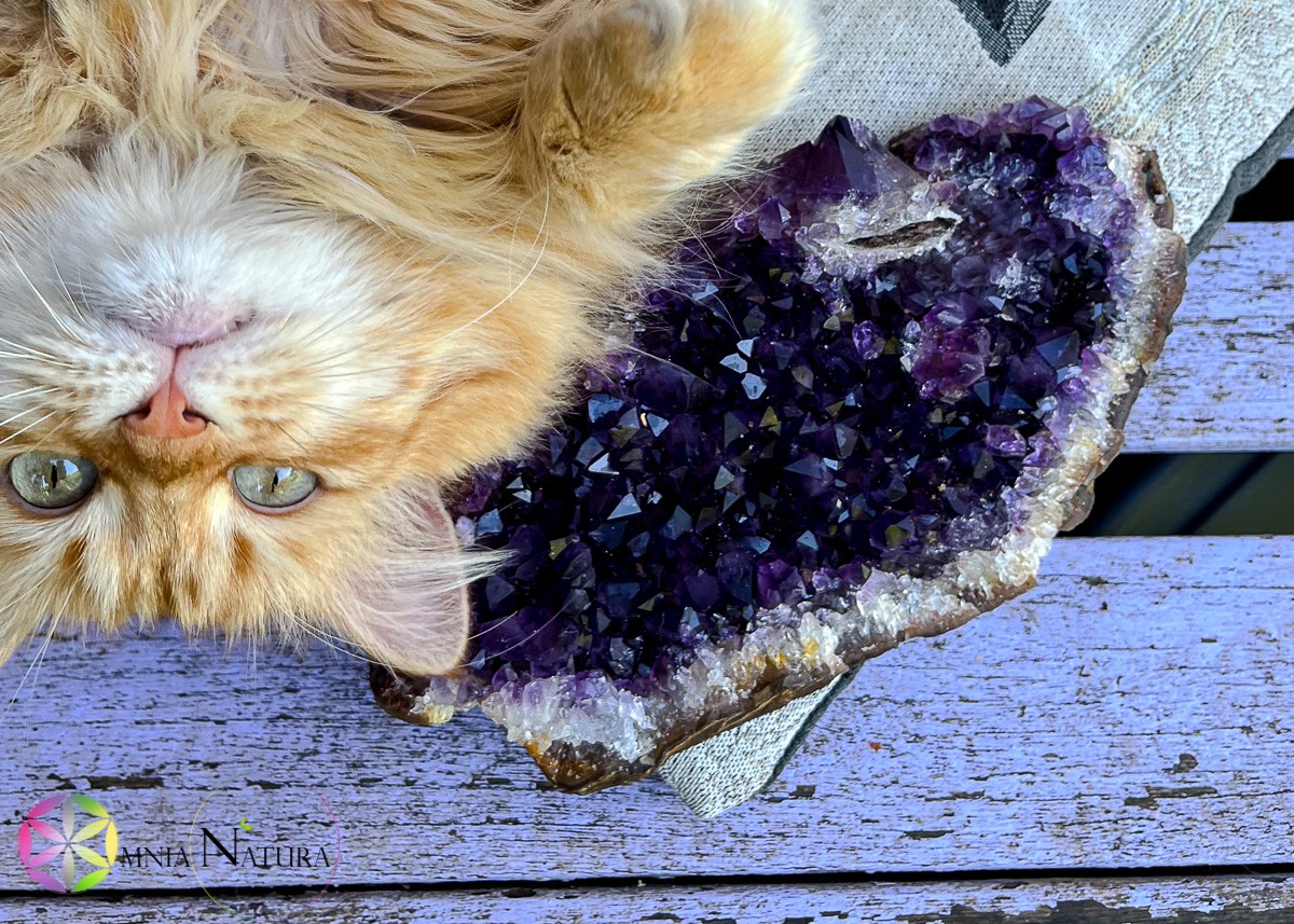 Gatto rosso (Lea) accanto a grande drusa di ametista viola
