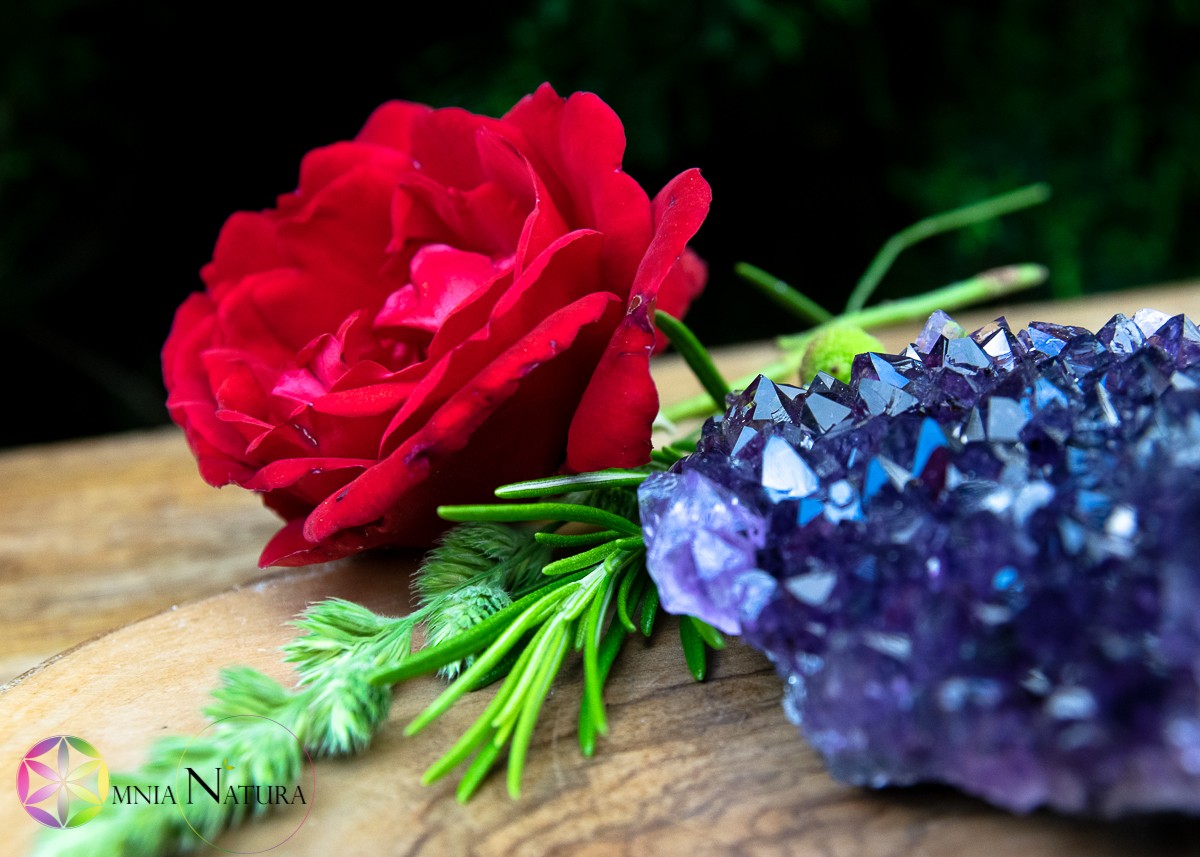 Rosa rossa con ametista su rametti verdi