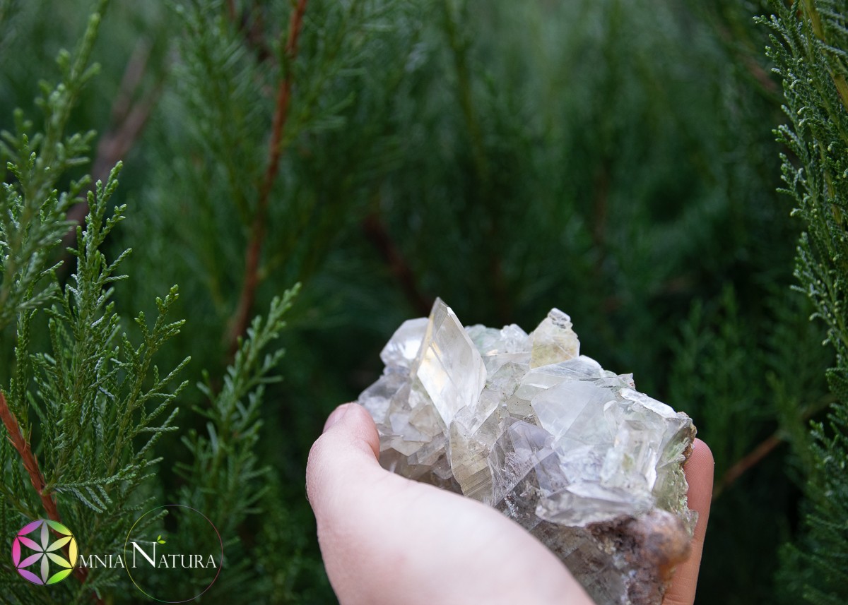 Cristallo grezzo trasparente in mano tra rami di conifera