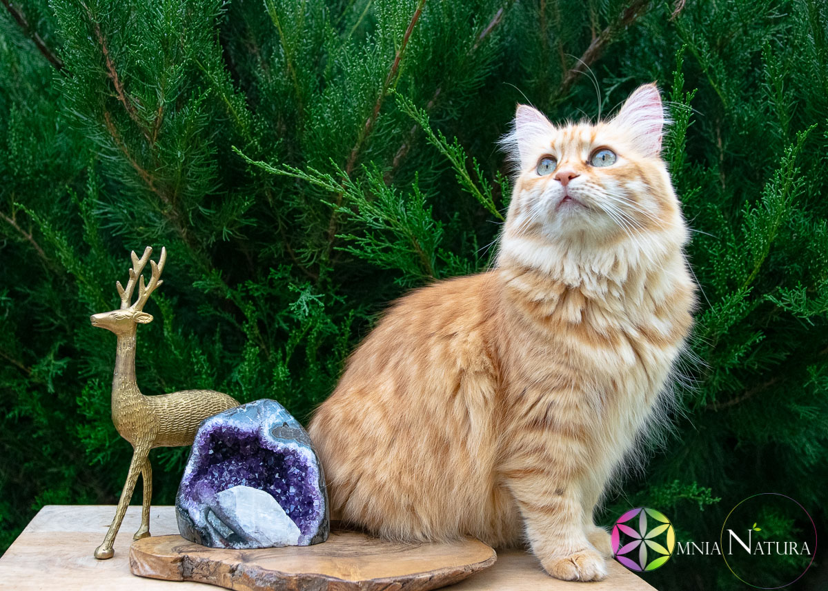 Gatto rosso (Lea) accanto a geode di ametista nel giardino
