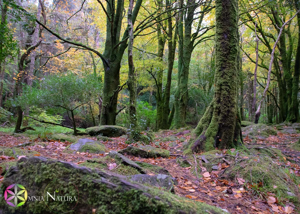 Bosco muschioso d’autunno con sentiero tra gli alberi
