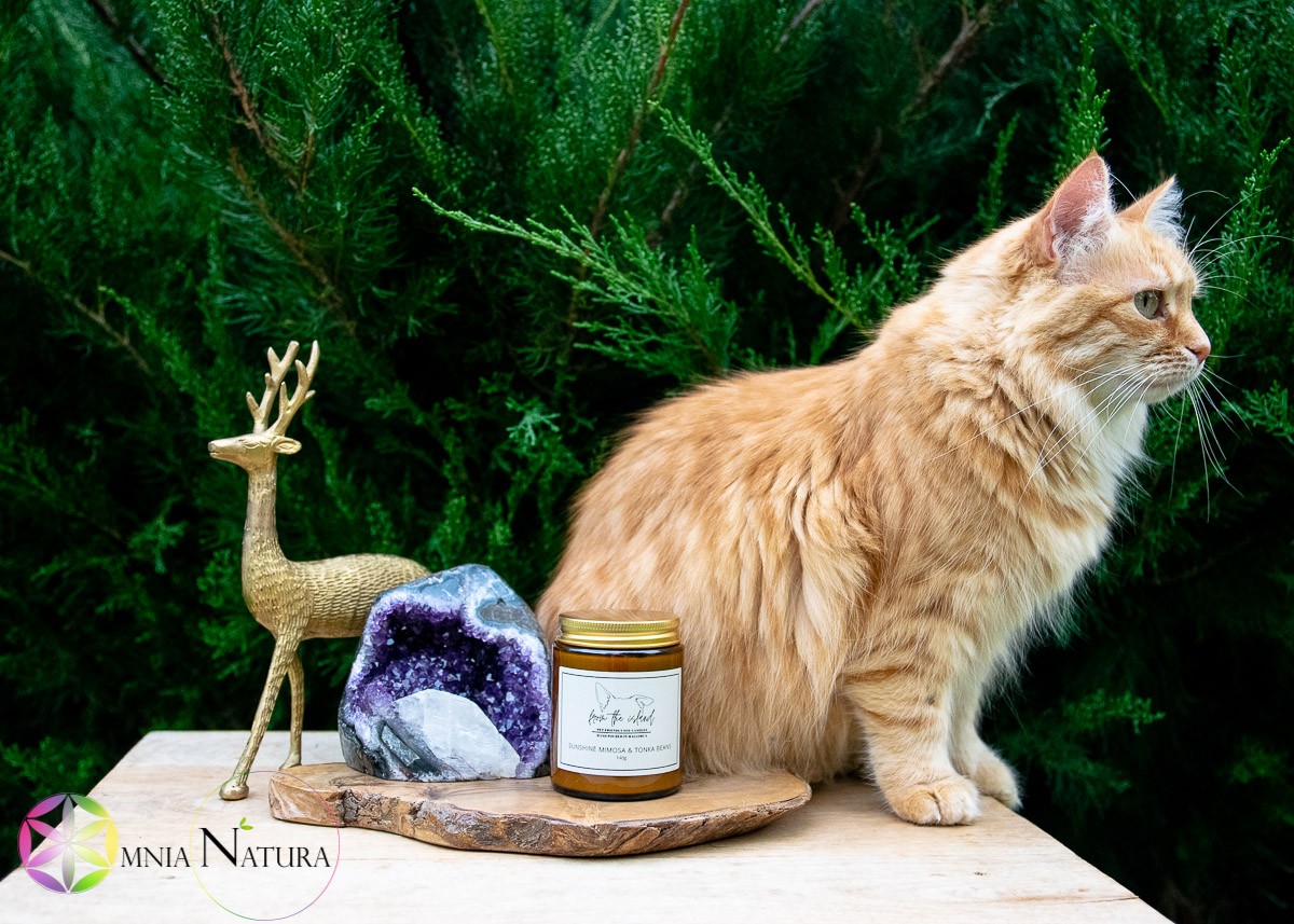 Mimosa & Tonka-Candele Bio-From The Island-Pet Friendly In questa foto il vasetto di vetro brunito con tappo metallico dorato in cui è versata la candela 100% di Soia naturale, prodotta da From The Island, è su un supporto di legno davanti ad un arbusto di ginepro in esterno. Nella composizione di presentazione c'è un tagliere di ulivo alla base, un geode brillante di ametista e calcite accanto, un cervo soprammobile di bronzo dietro la pietra e dall'altro lato una bellissima gatta rossa a pelo lungo e occhi verdi in posa laterale con sguardo verso destra. Questo rende la presentazione ancor più magica visto che senza nessun artifizio tecnologico la gatta rappresenta la qualità Pet Friendly di queste candele naturali.