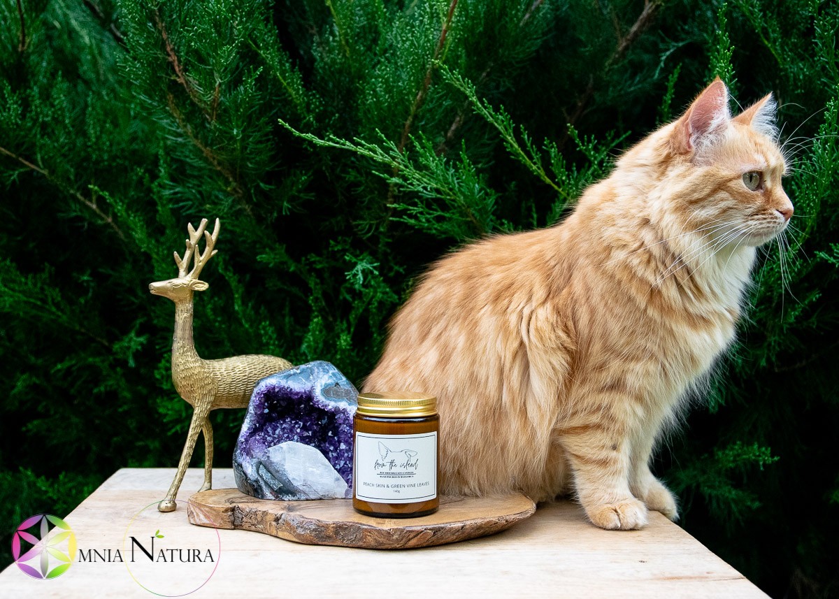 Peach Skin and Green Vine Leaves “From the island” Bellissima disposizione della candela naturale pet friendly di FROM THE ISLAND, con minerale, complementi di arredo e splendida gatta pelosa rossa in posa. Dietro il vasetto di vetro ambrato, con etichetta bianca e tappo di metallo dorato, c'è subito in primo piano una bella ametista geode con calcite e accanto un cervo di bronzo di antica fattura. Il tutto è esaltato dalla bellezza del ginepro nella natura e dalla gatta meravigliosa con gli occhi verdi che saggia infonde serenità e un sorriso.