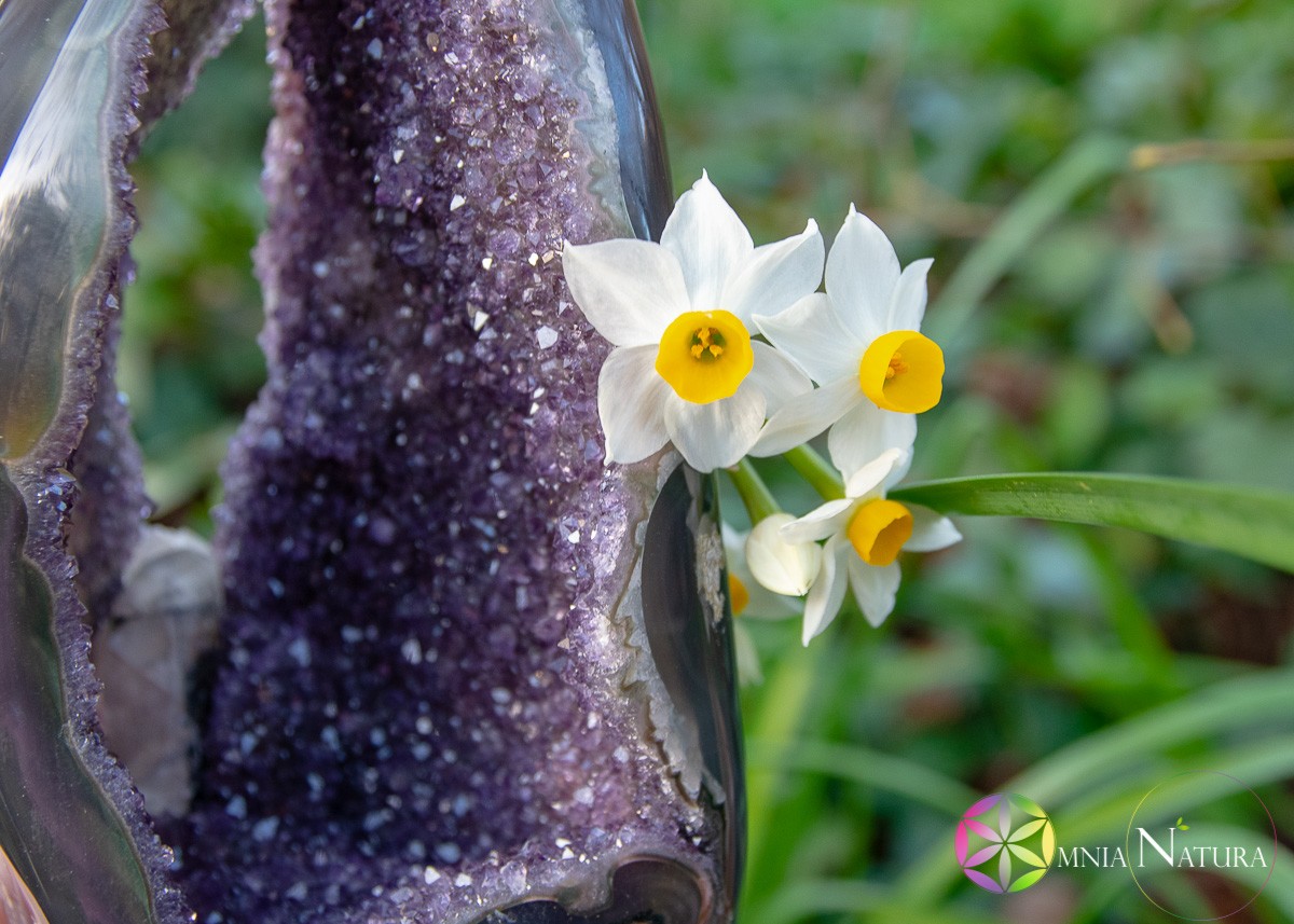 Punta di ametista con narcisi bianchi nel verde
